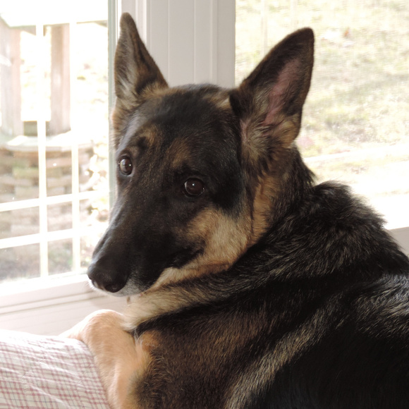 Meet your Posher, SunsetPainter - Picture 4 of 5